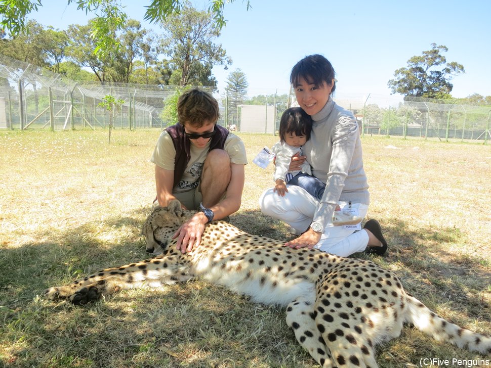 チーターにタッチ!