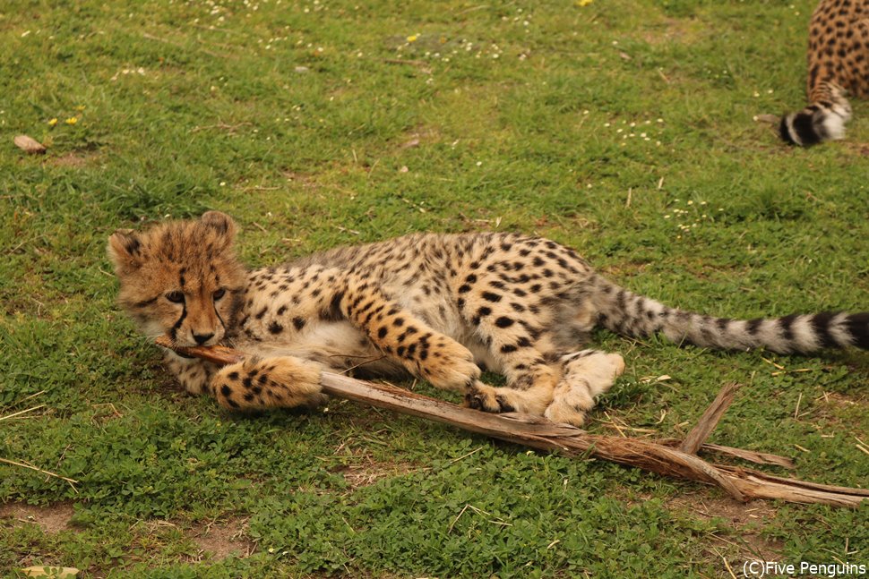 赤ちゃんチーターにも会えます♪