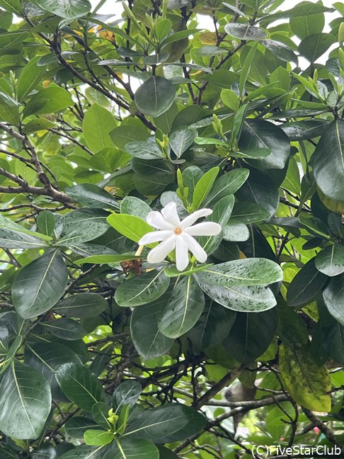幸せになれるという八枚の花弁ティアレ
