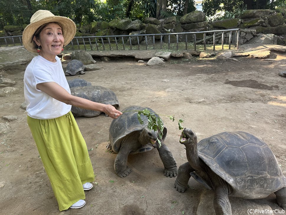 ホテルの敷地内の陸ガメコーナーでは、餌付けもできる