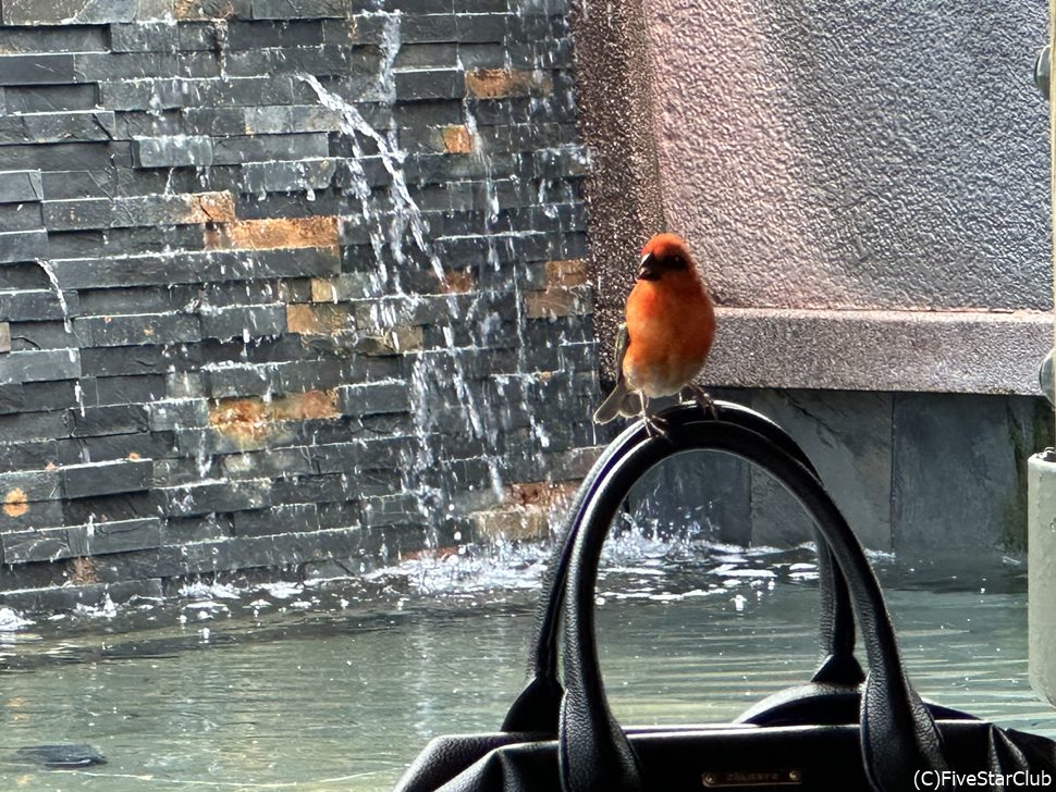 オープンレストランに遊びに来た小鳥