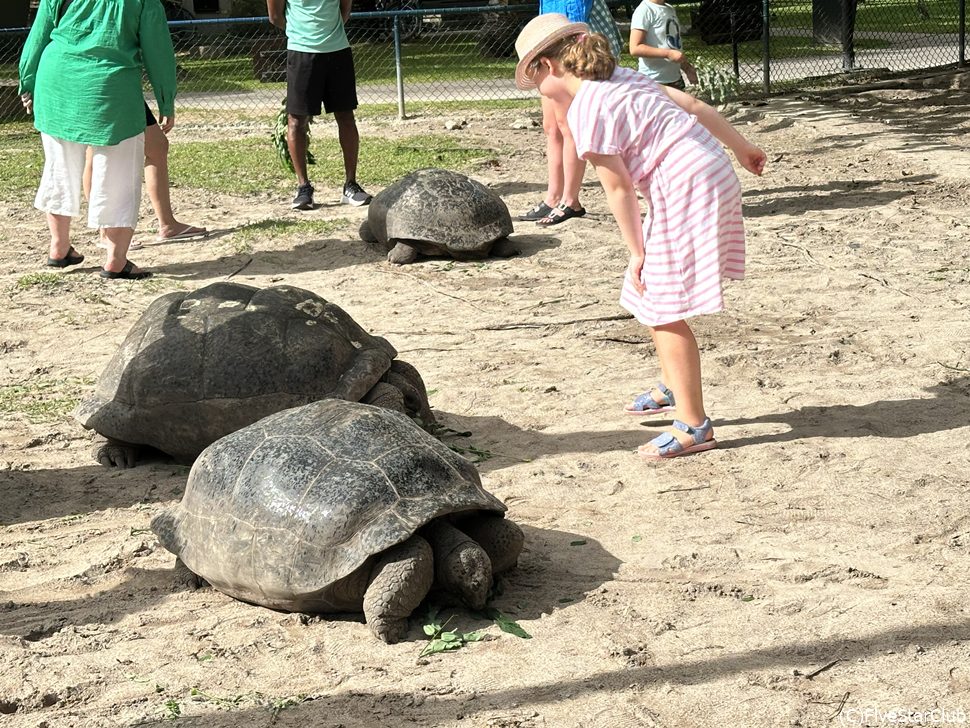 ホテルの敷地内の陸ガメコーナーでは、餌付けもできる