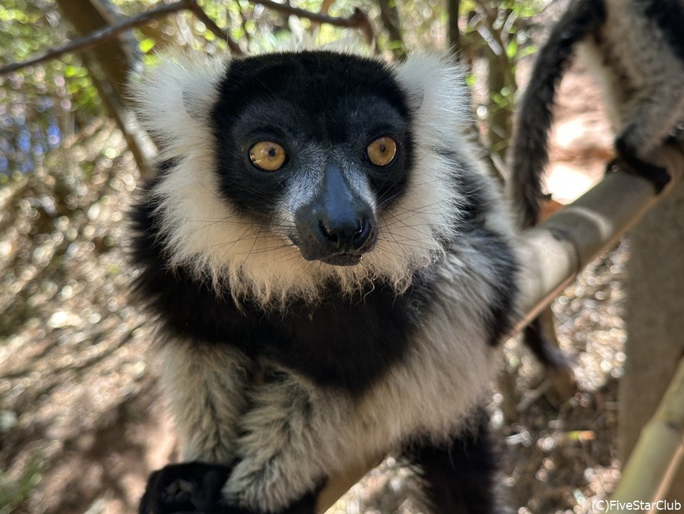 レミュールパークのクロシロエリマキキツネザル