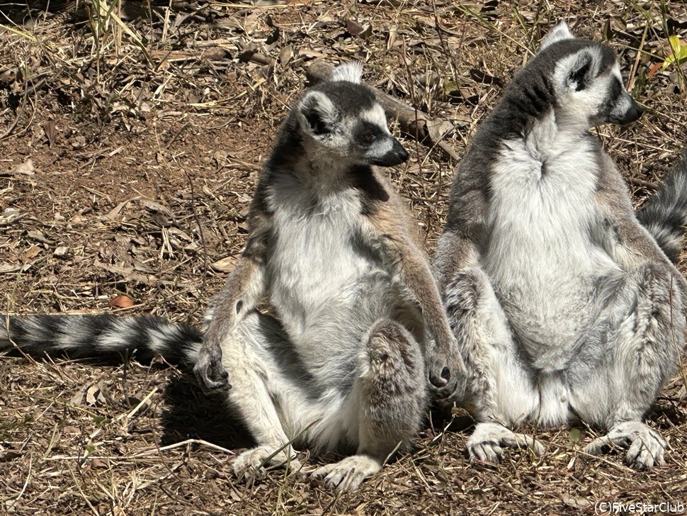 マダガスカル語でワオキツネザルのことはMAKIという