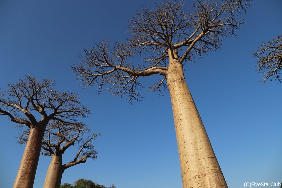 本当に絵になるモロンダバのバオバブ並木道