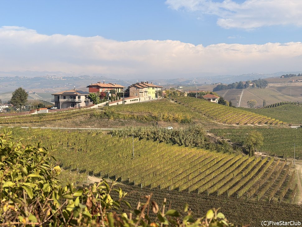 ラティ・ワイナリー周辺のブドウ畑