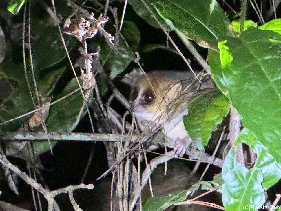 ナイトサファリ・夜行性のネズミキツネザル