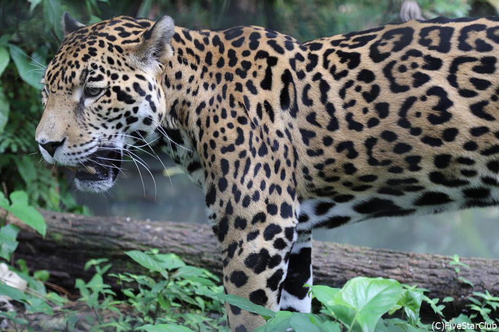 ベリーズ動物園/ジャガー<ベリーズシティ>