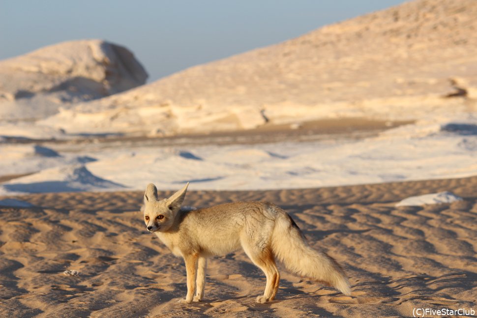 砂漠きつねのフェネックもいます
