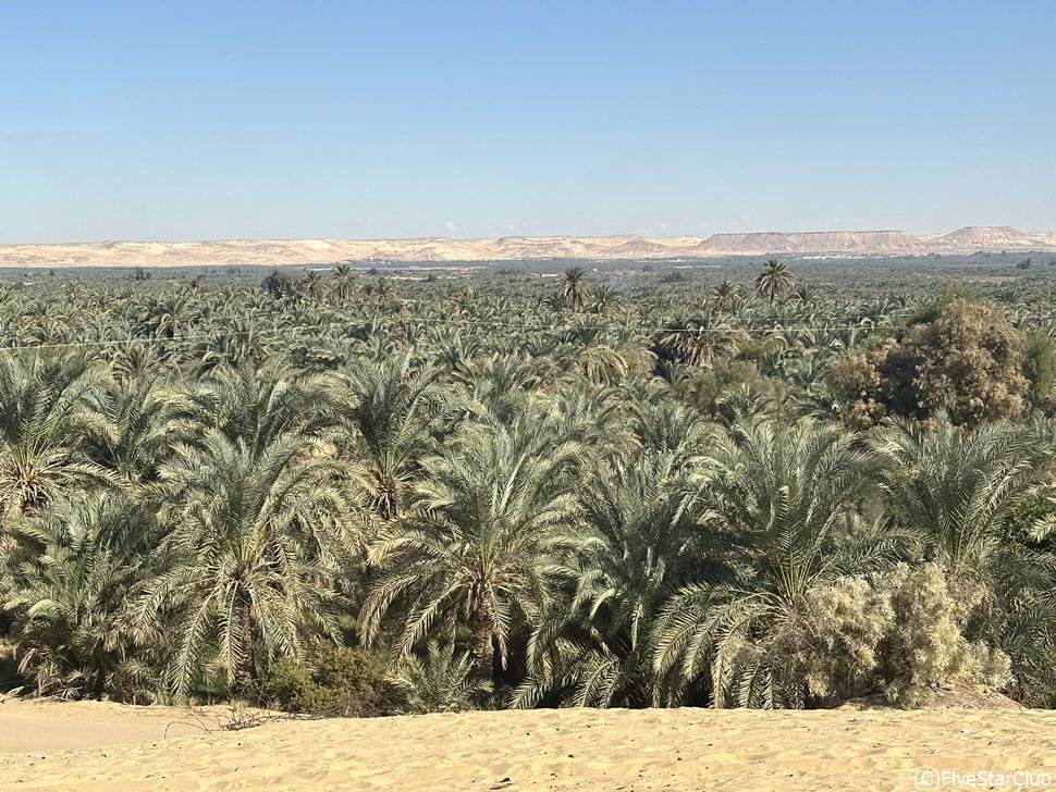 ナツメヤシが生い茂るバフレイヤ・オアシスの絶景
