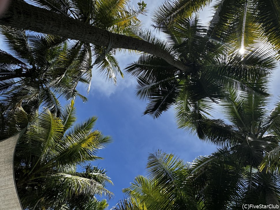 南国感じる青い空
