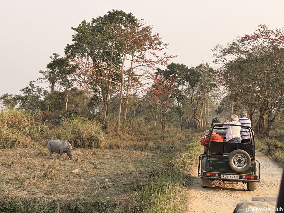 カジランガ国立公園でのサファリ体験