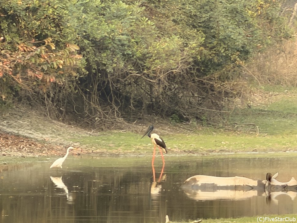 カジランガ国立公園
