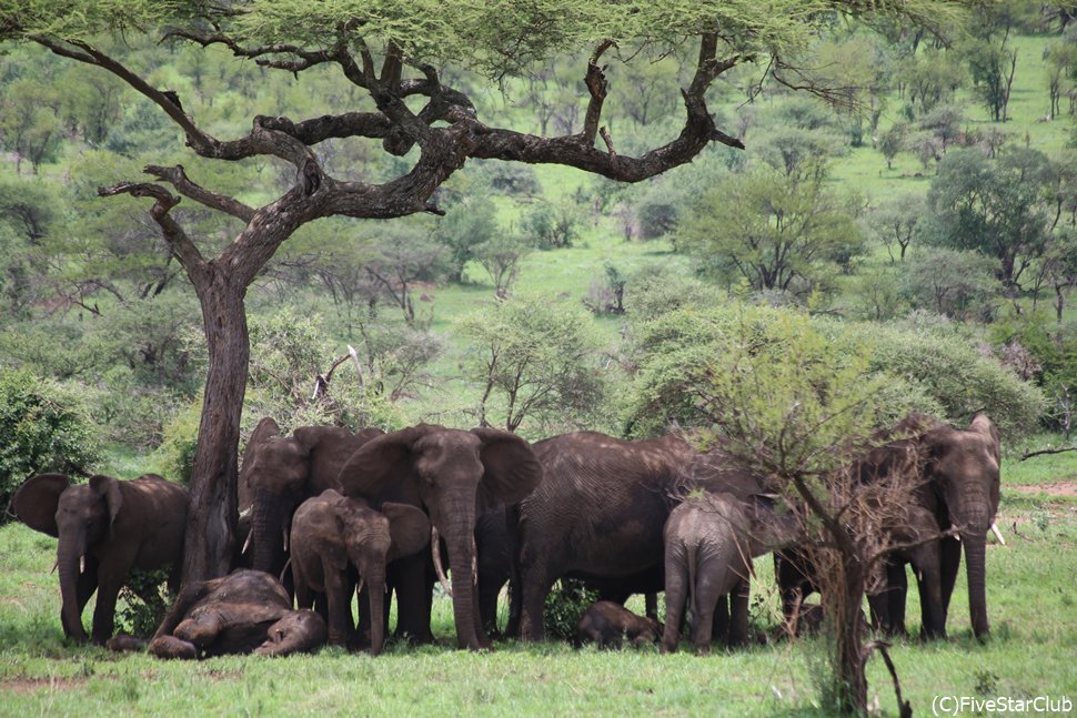 象の群れもあちこちで見かける