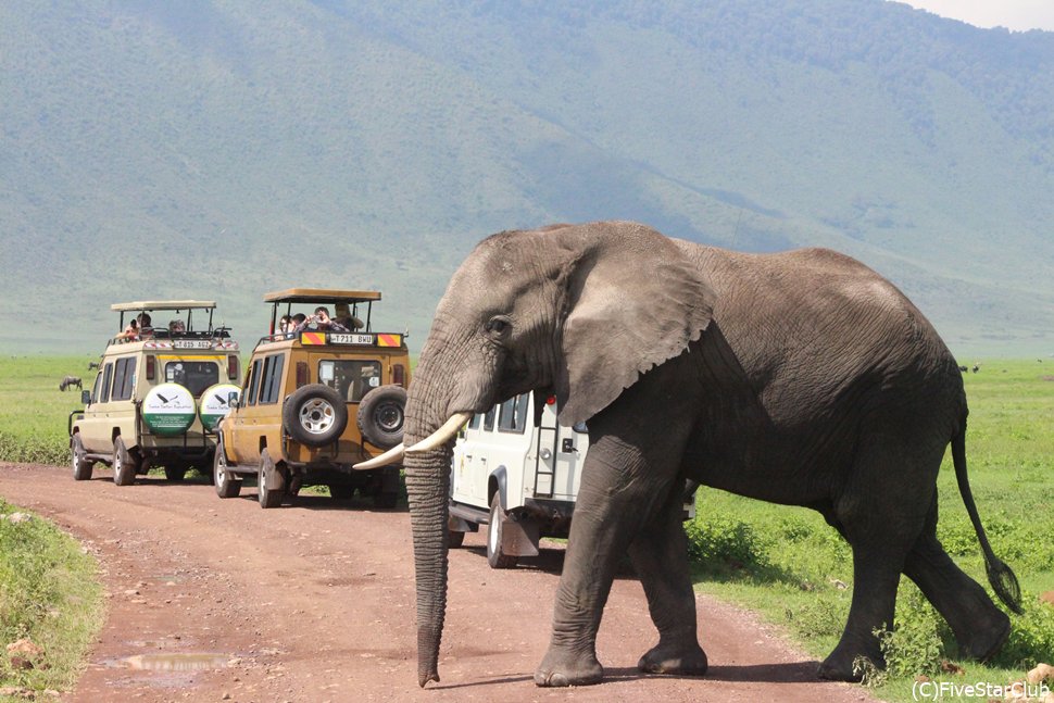象が道を渡っていく