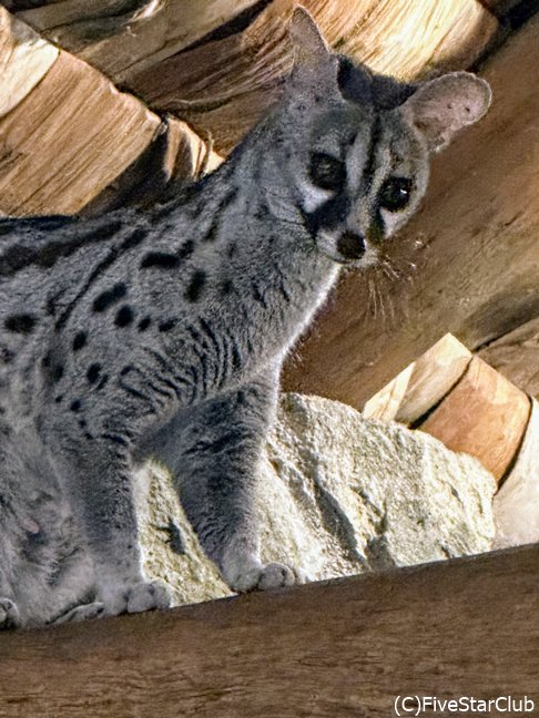 ンドゥトゥサファリロッジのロビーに遊びに来る可愛いジャネット