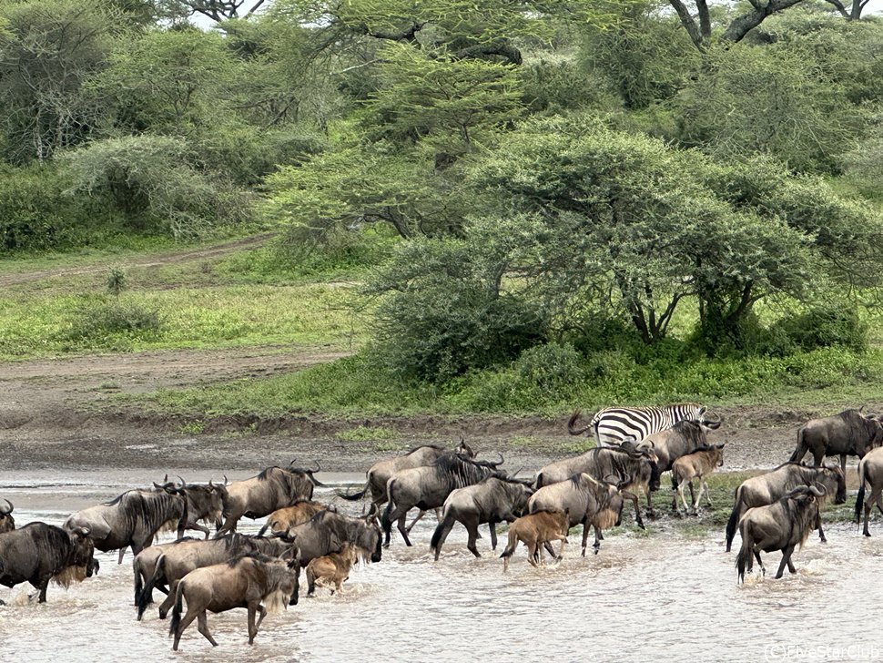 ヌーの大群が大集結するンドゥトゥ地区は必見スポット