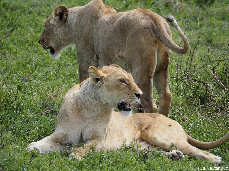 クレーターを走っていると、すぐにライオンがいた！