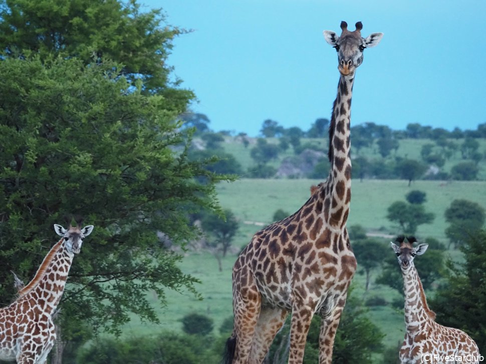 のびのびと暮らすキリンたち