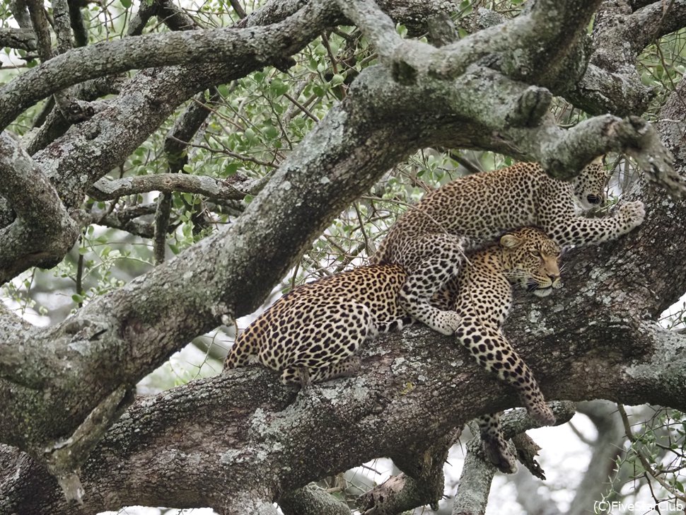 お母さんヒョウの背中に乗る子供