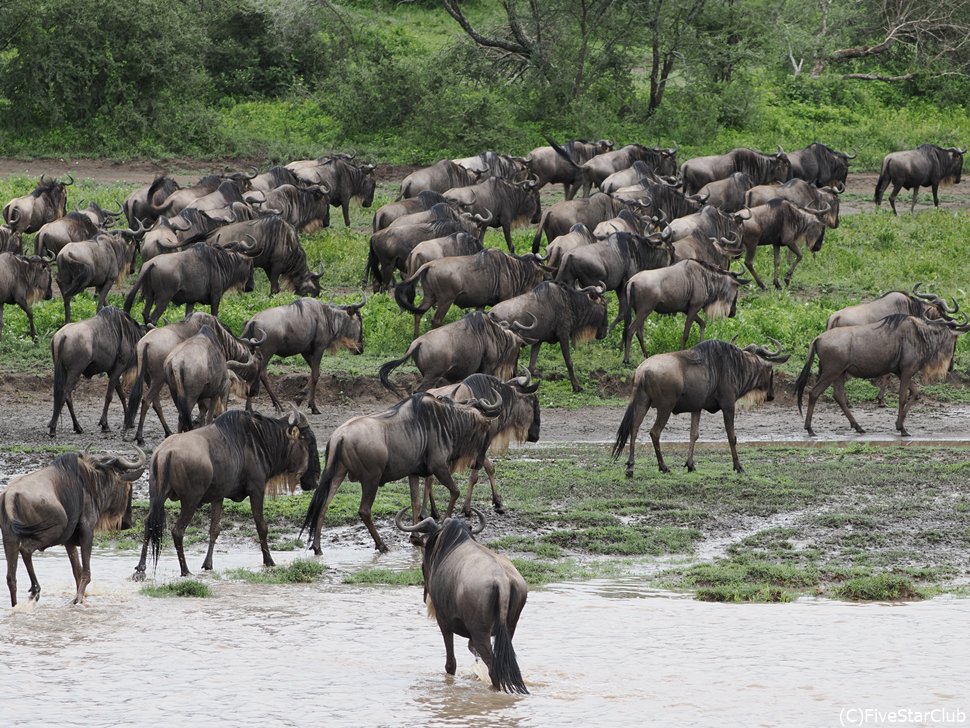 ヌーが行列をなして川を走ったり渡ったり