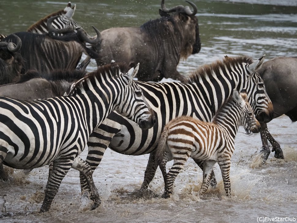 ヌーと仲のいいシマウマもヌーと一緒に親子で川を渡る