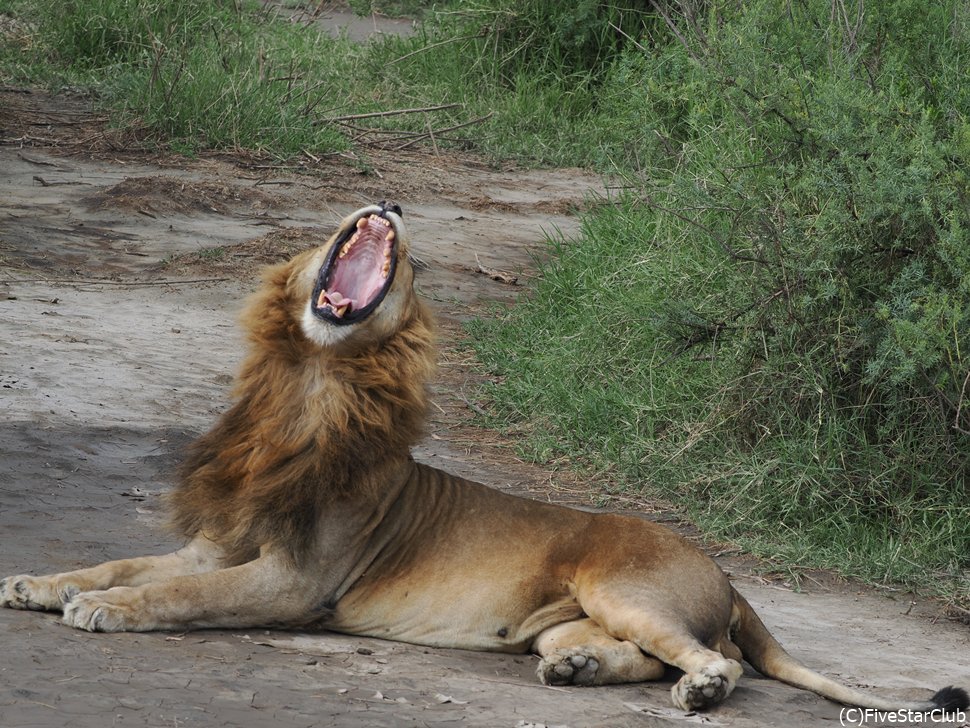 皆の爆笑を誘った雄ライオンの大あくび