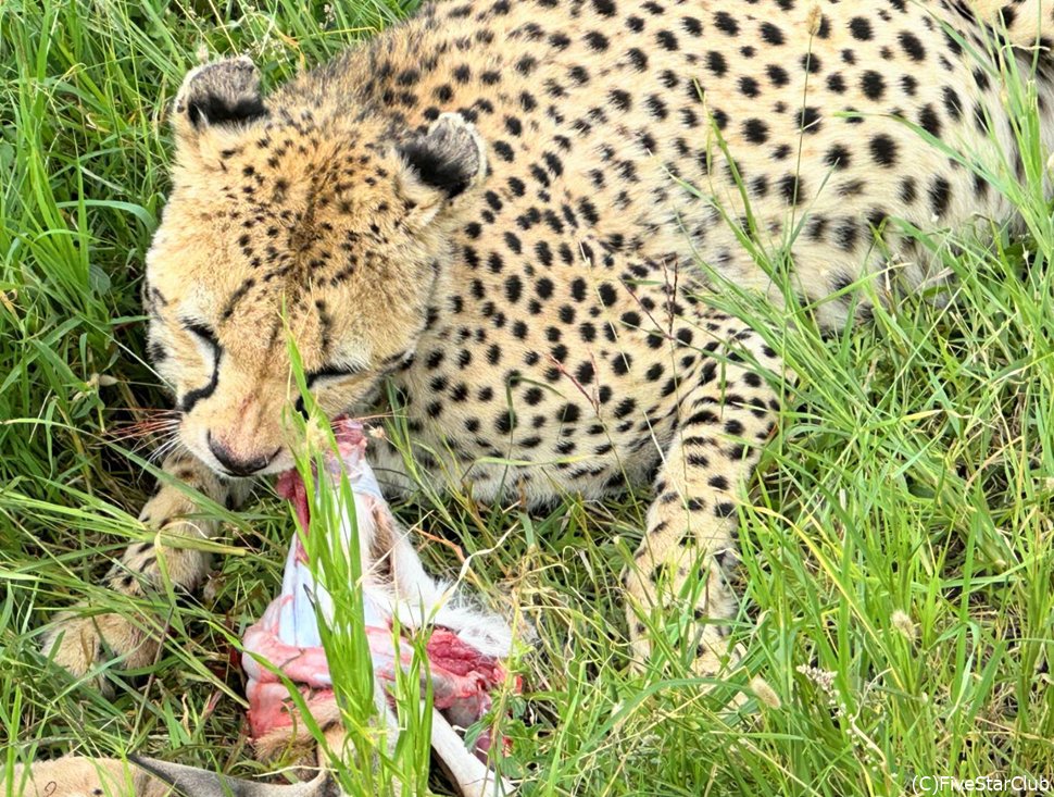 ガリガリと肉をかじるチーター