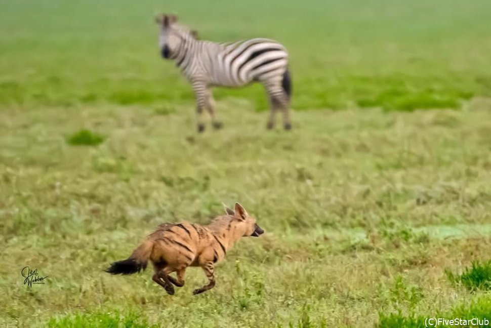 走るハイエナ！