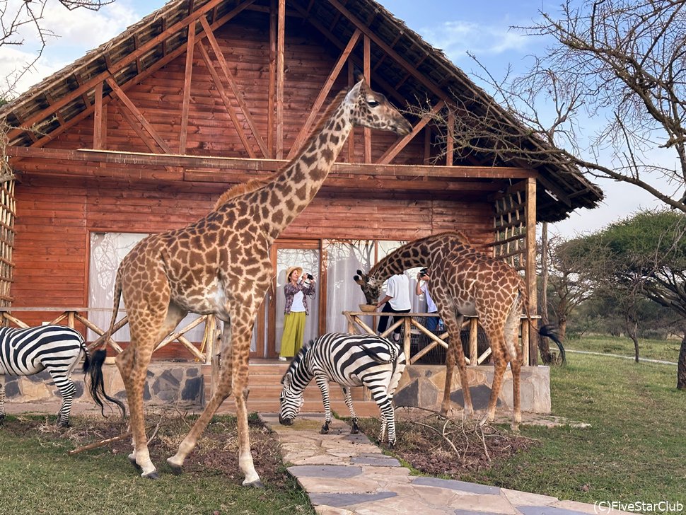 夕暮れ時にお部屋のバルコニーで動物たちと遊ぶ、バルコニーサンダウナー
