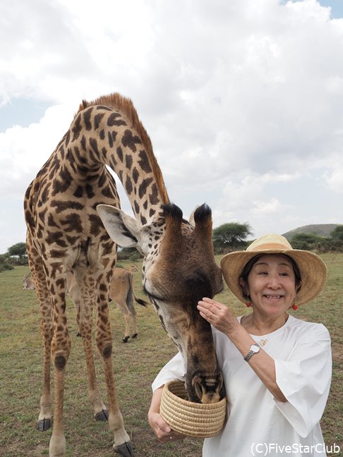 キリンとはふんだんに触れ合えます