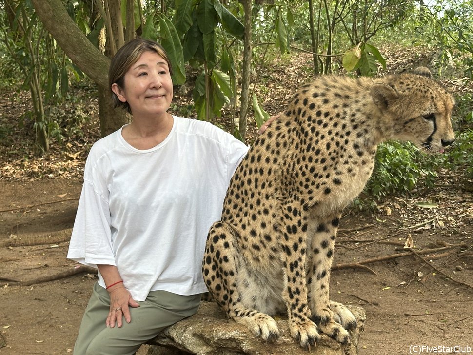 皆に触られても怒ったりしない大人しいチーター