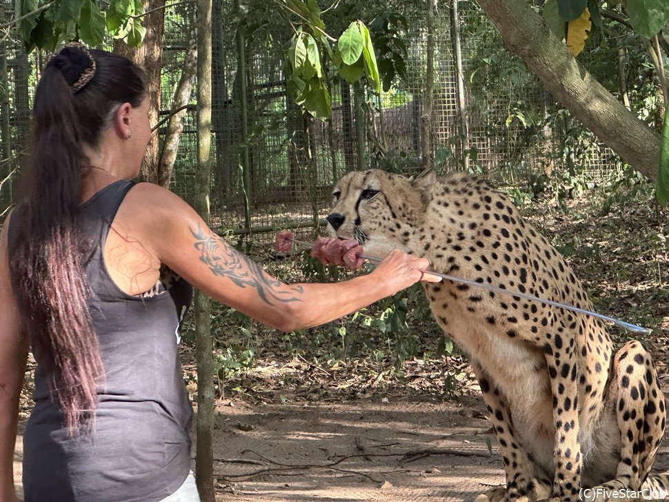 レンジャーの女性がチーターに肉を与える