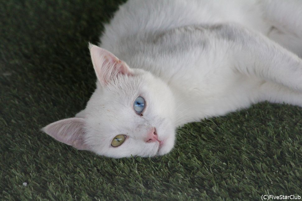 目の色が左右で違う不思議な猫ちゃん