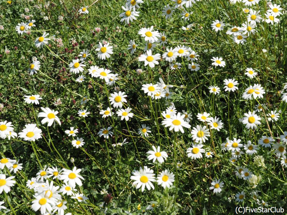 可憐な花が咲き乱れる道中の風景