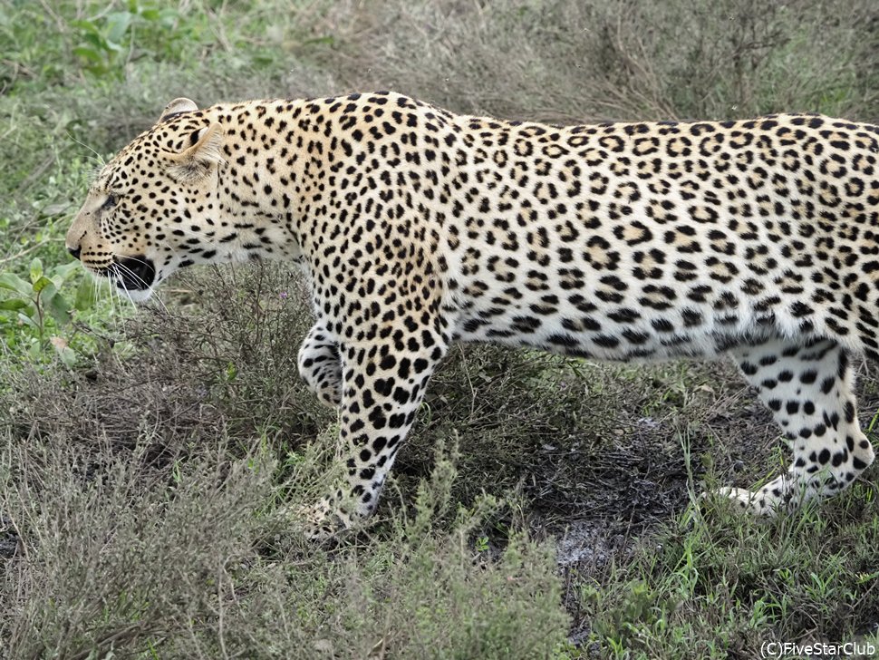 ヌーの赤ちゃんを狙ってヒョウも集まってくる<ンドゥトゥ地区/ンゴロンゴロ動物保護区/タンザニア>