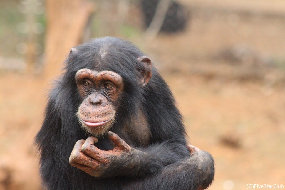 カクマガ・チンパンジー保護区＜フリータウン近郊＞