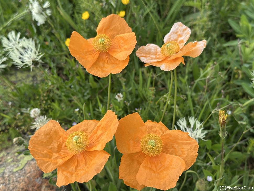 夏には花が咲き誇るエリアも