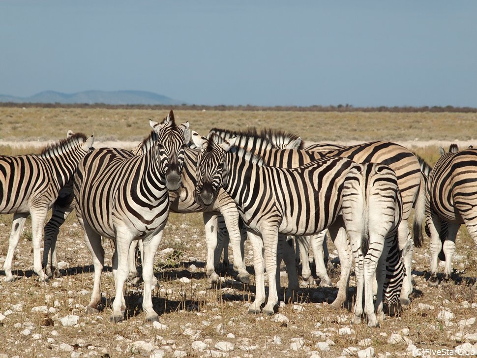 バーチェル・サバンナシマウマ
