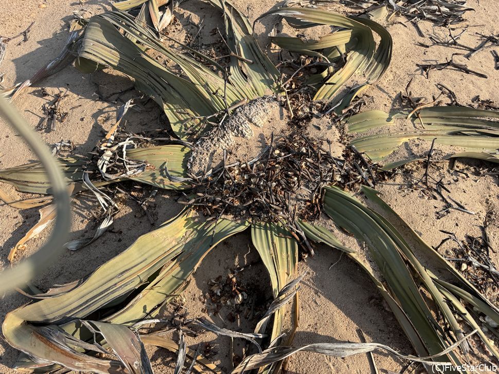 ムーンランドスケープと太古の植物ウェルウィッチア、ウェルウィッチア＜スワコプムント＞