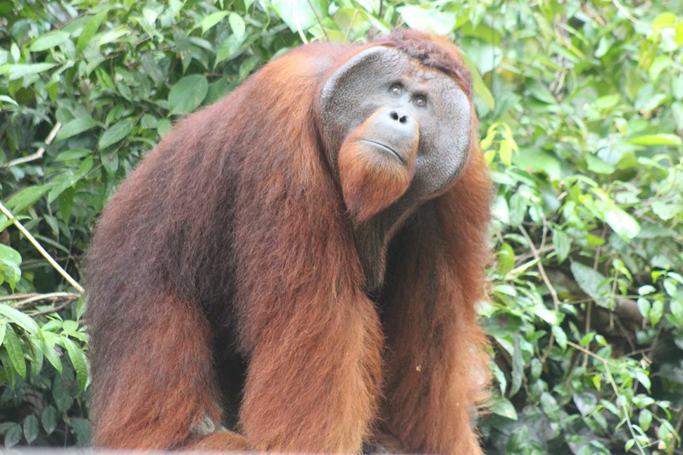 野生のオランウータン