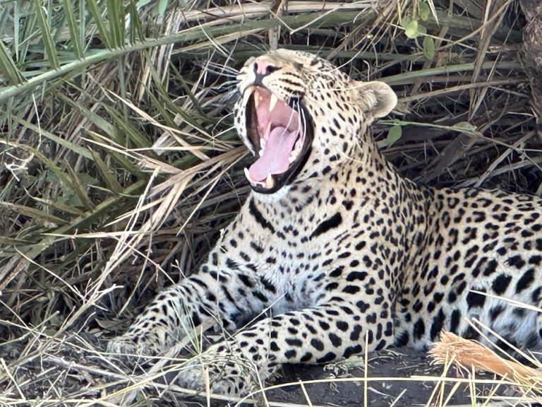 地球最後の楽園 ボツワナのオカバンゴ・デルタ。極上のサファリが体験できるモレミ動物保護区への旅