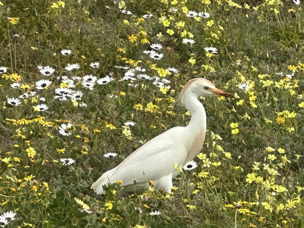 南アフリカ天然のカラフルな絨毯！！花々の楽園・ウエストコースト国立