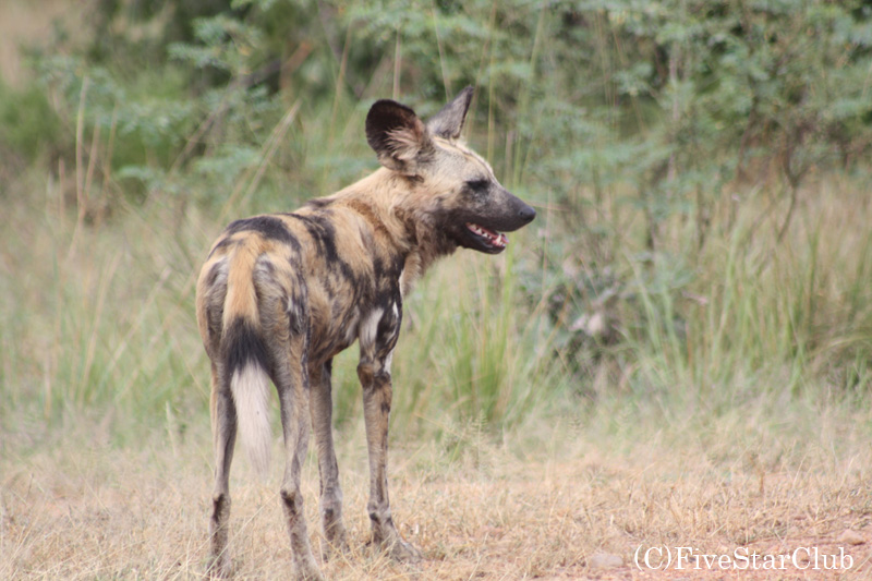 アレンジ自由自在の旅