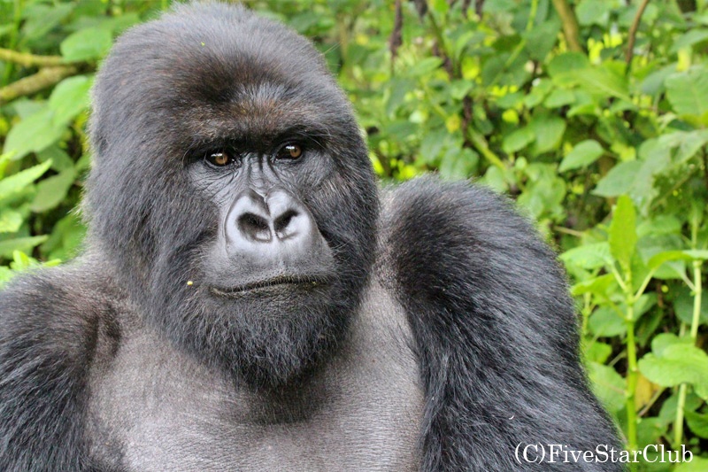 マウンテンゴリラトレッキング