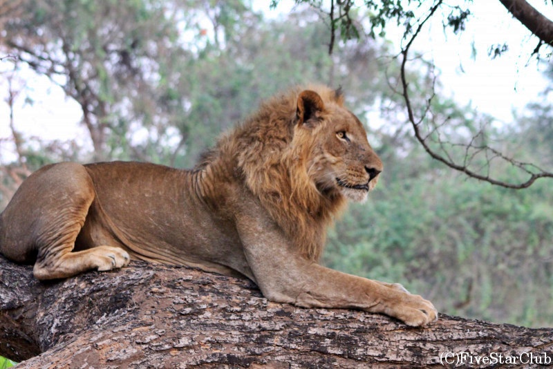 リアル・アフリカを体験する旅