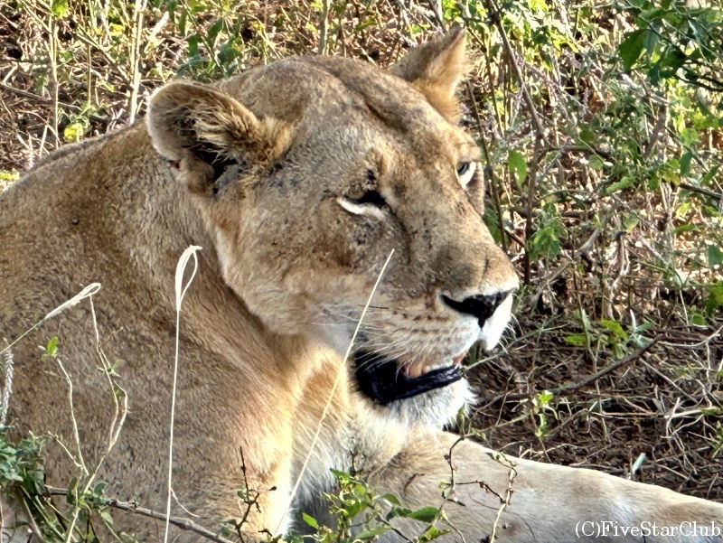 専用サファリカー利用
